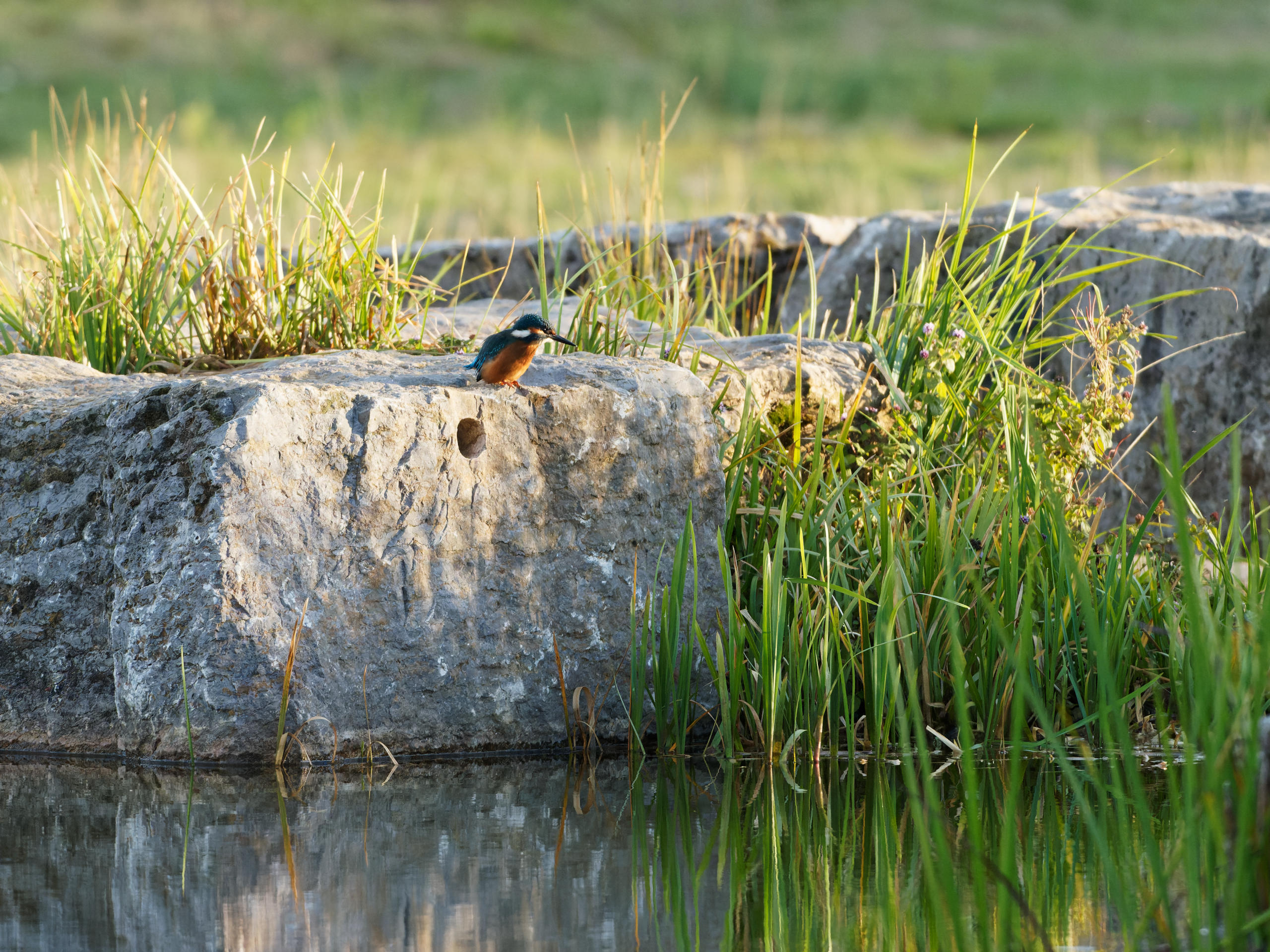 Auf der Jagd nach dem Eisvogel