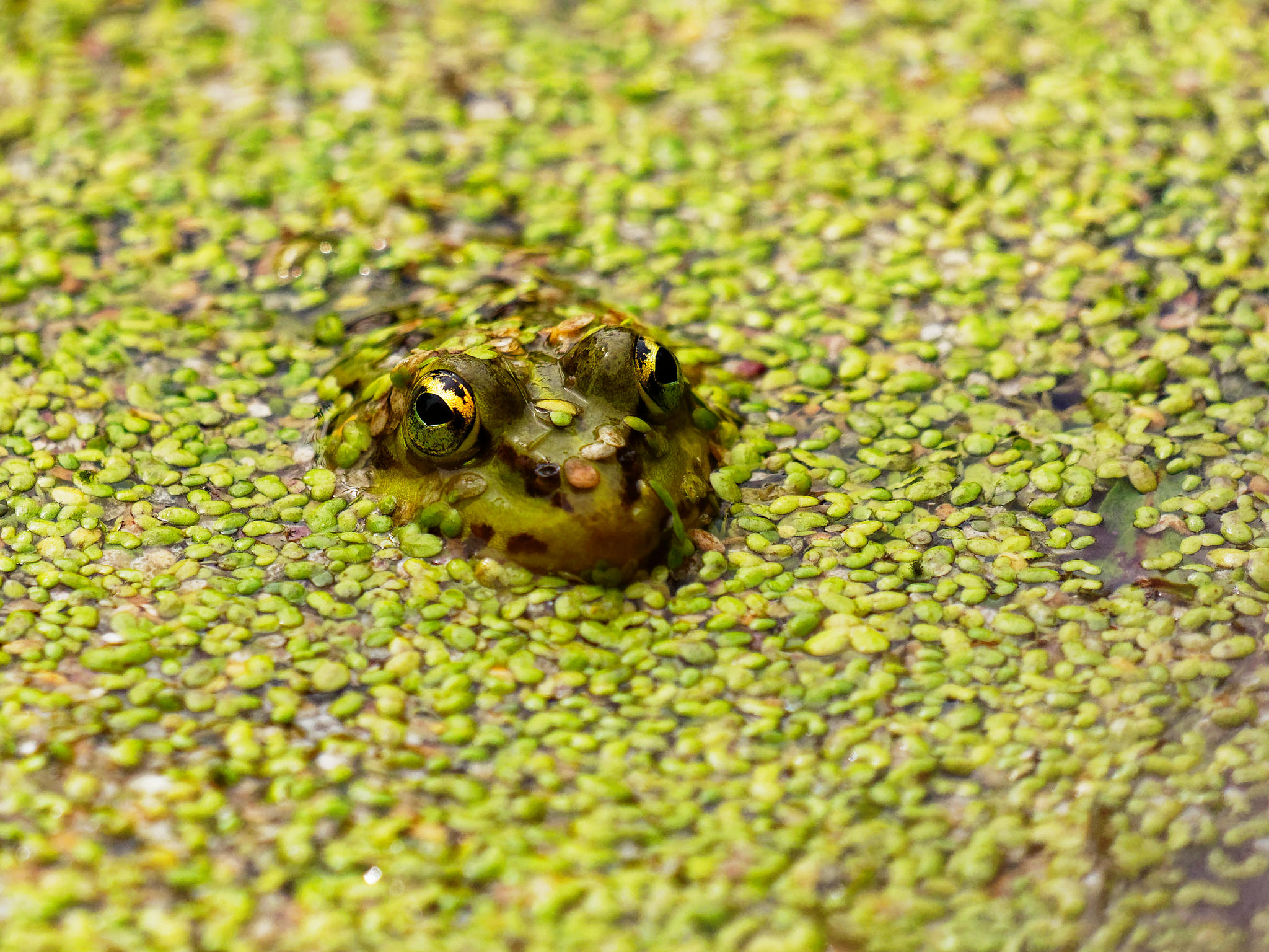 Frosch in Wasserlinsen