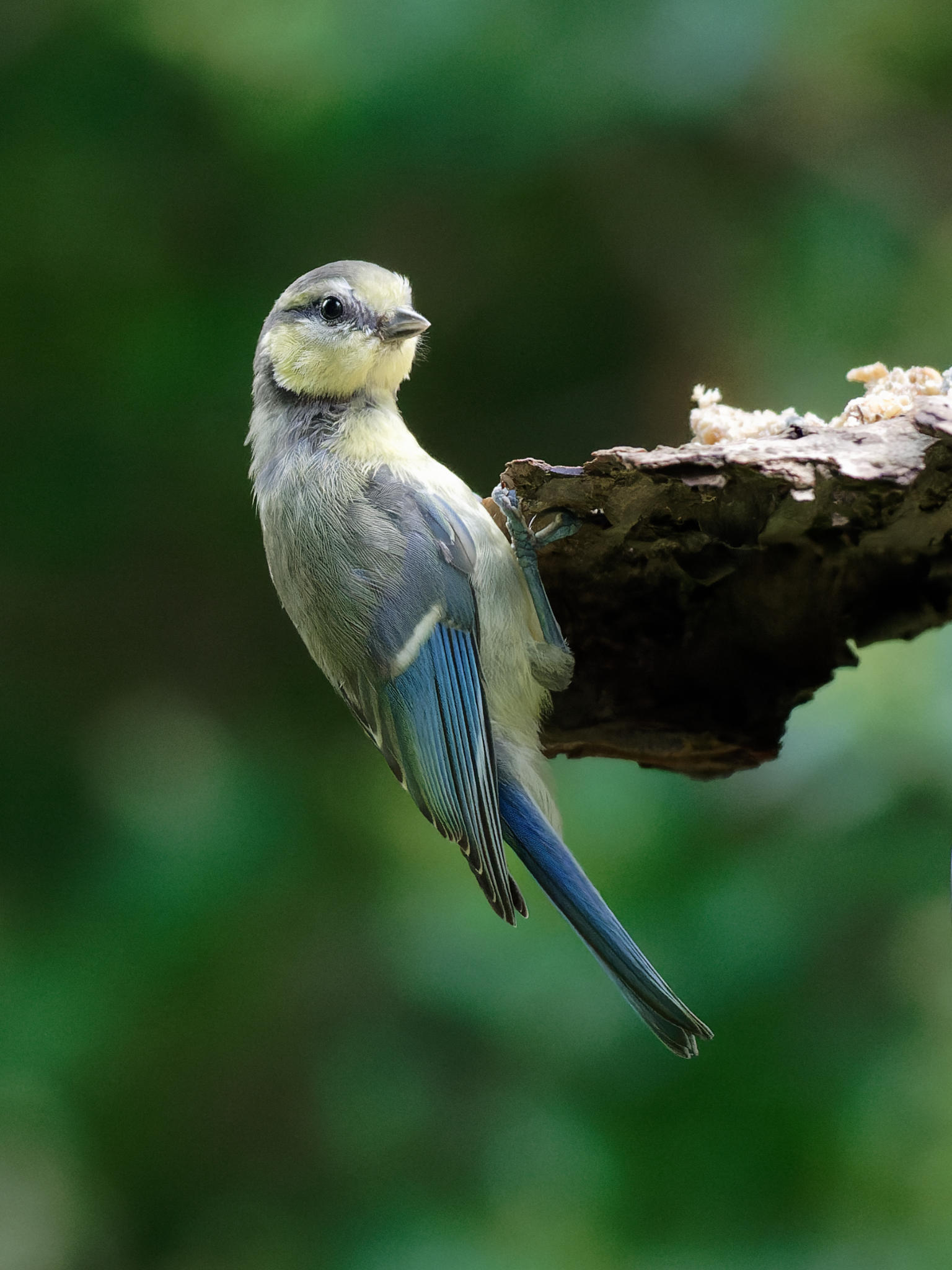 junge Blaumeise (young Blue Tit)