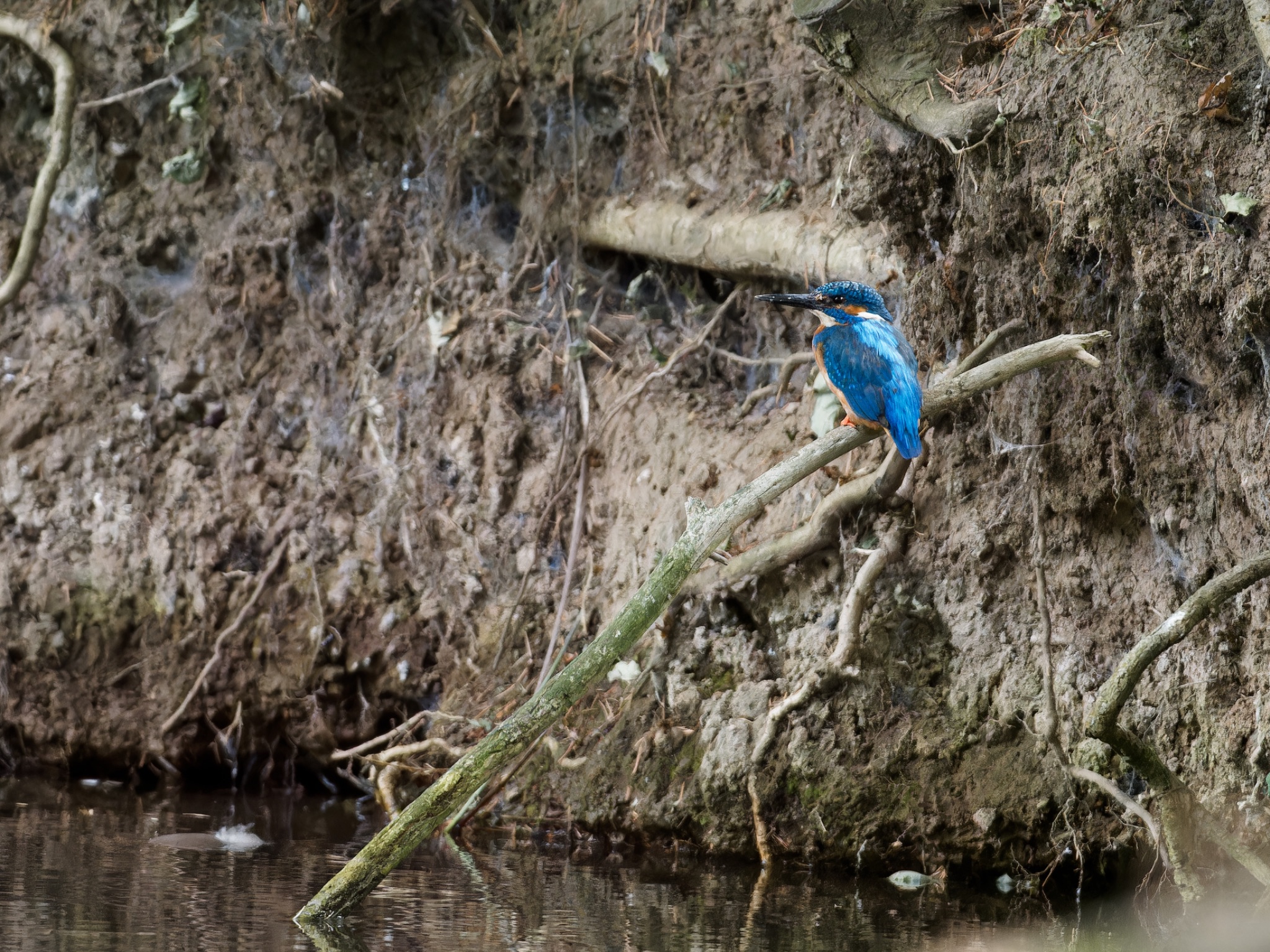 Eisvogel (Kingfisher)