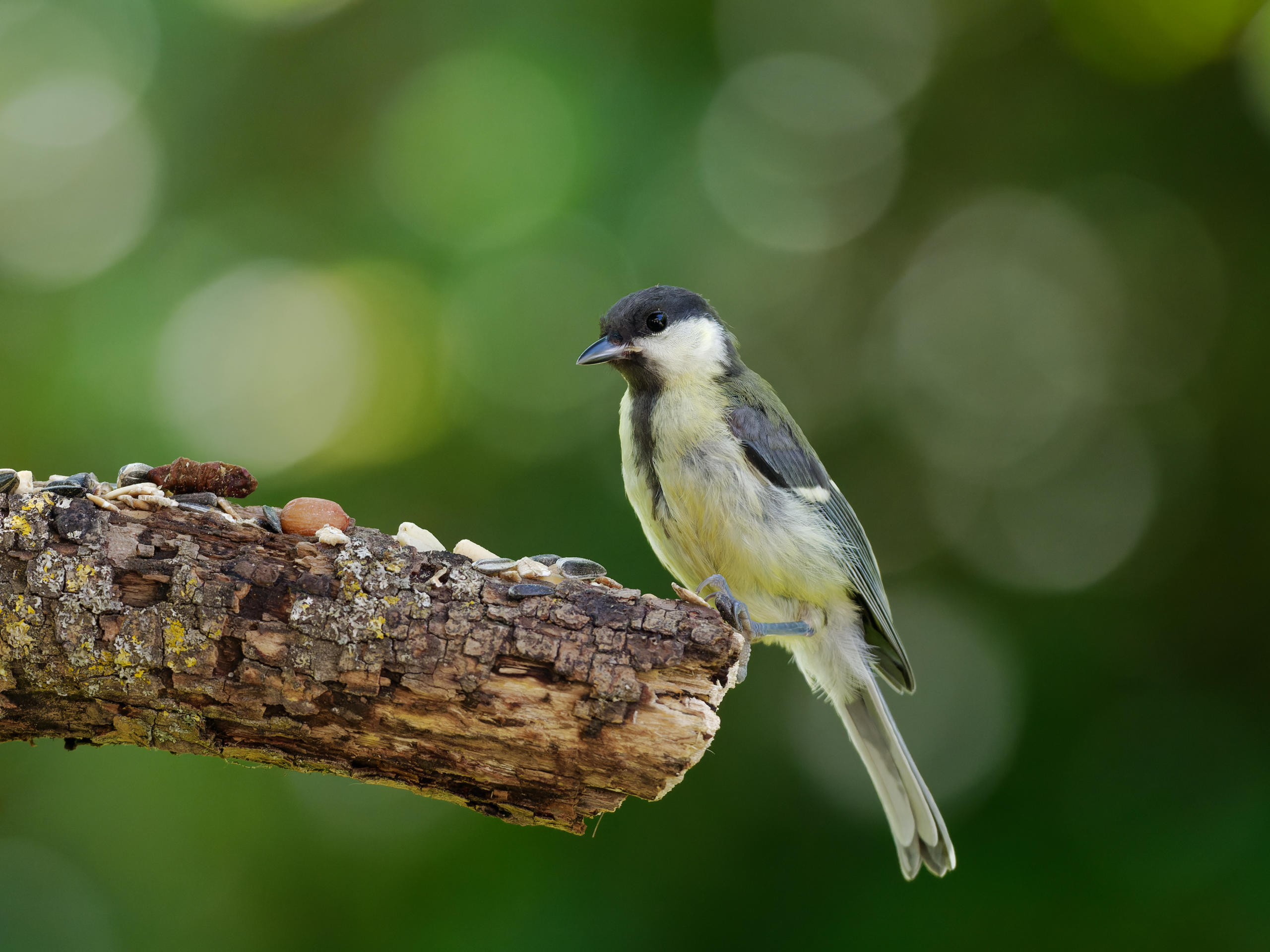 Kohlmeise (Great Tit)