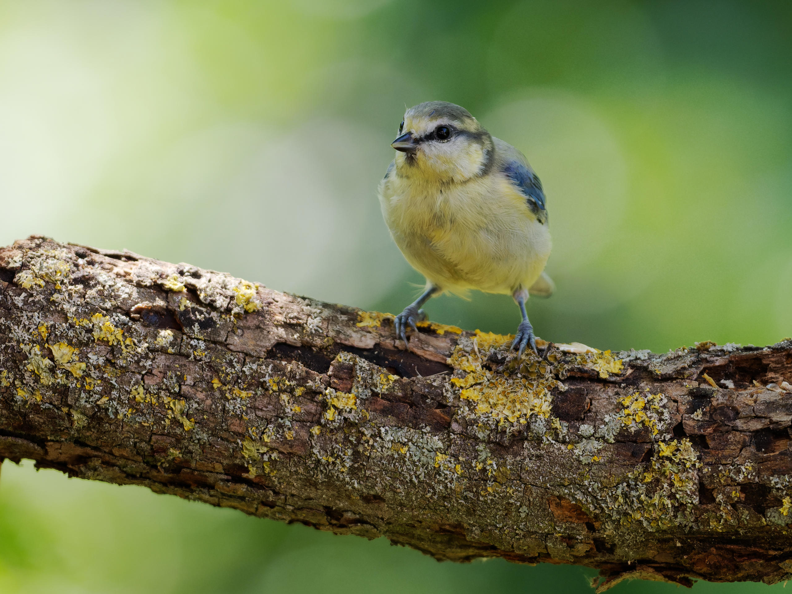 Blaumeise (Blue Tit)
