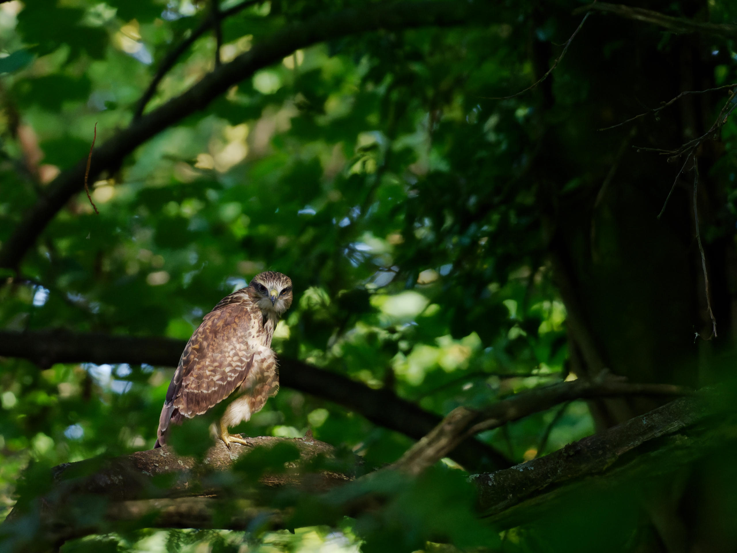 junger (Turm?)Falke (Kestrel)