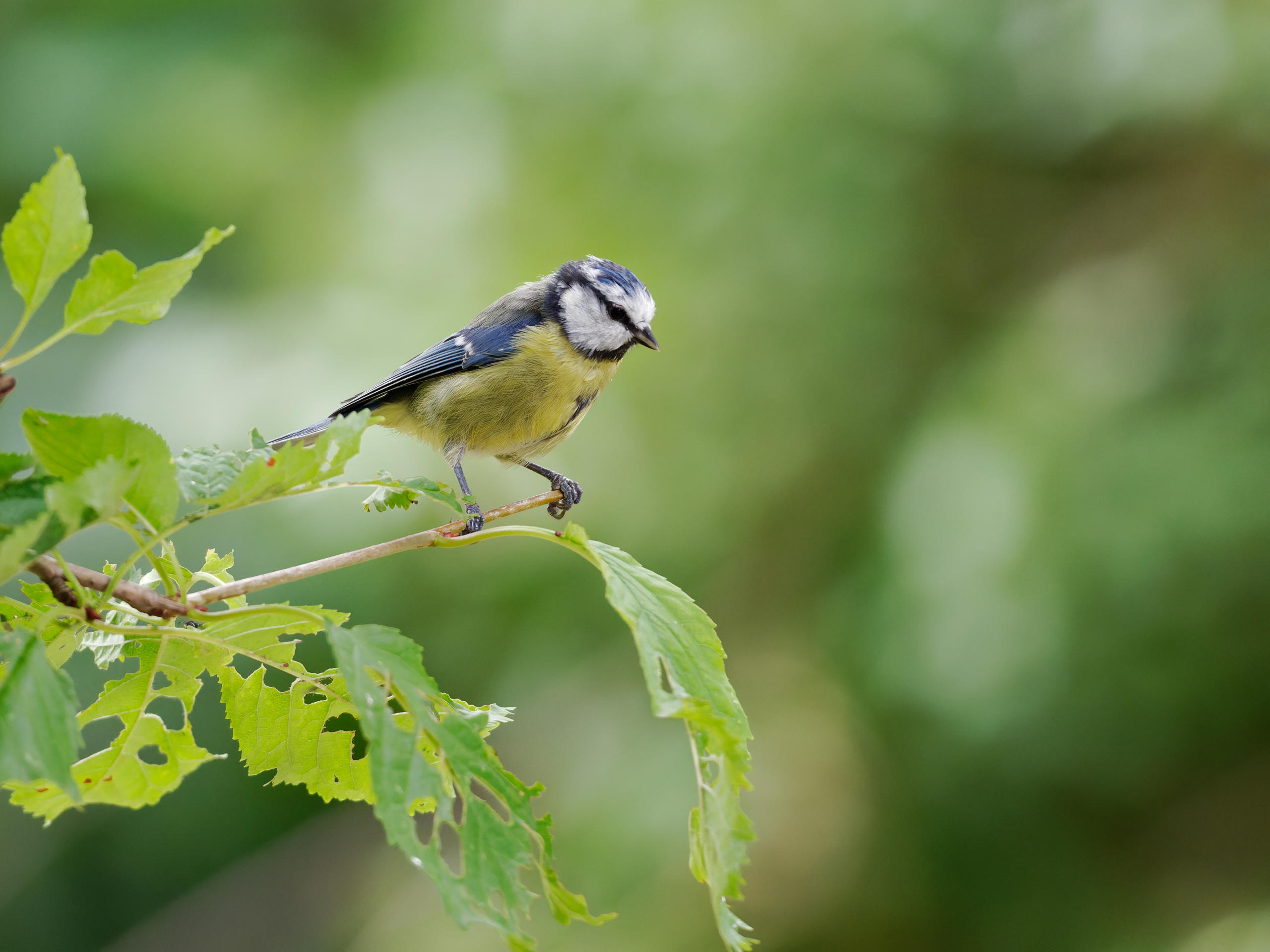 Blaumeise (Blue Tit)