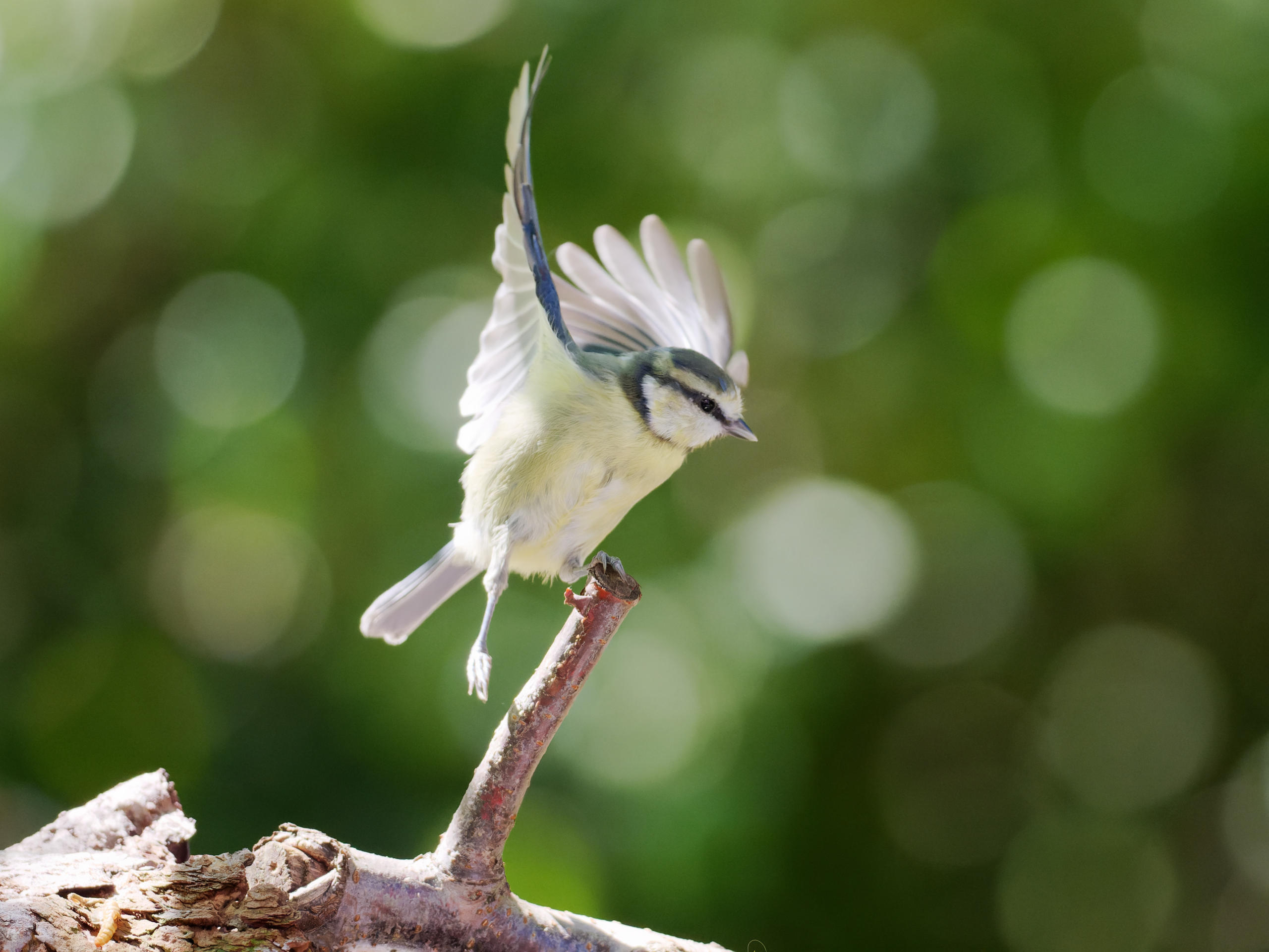 Jump! Blaumeise (Blue Tit)