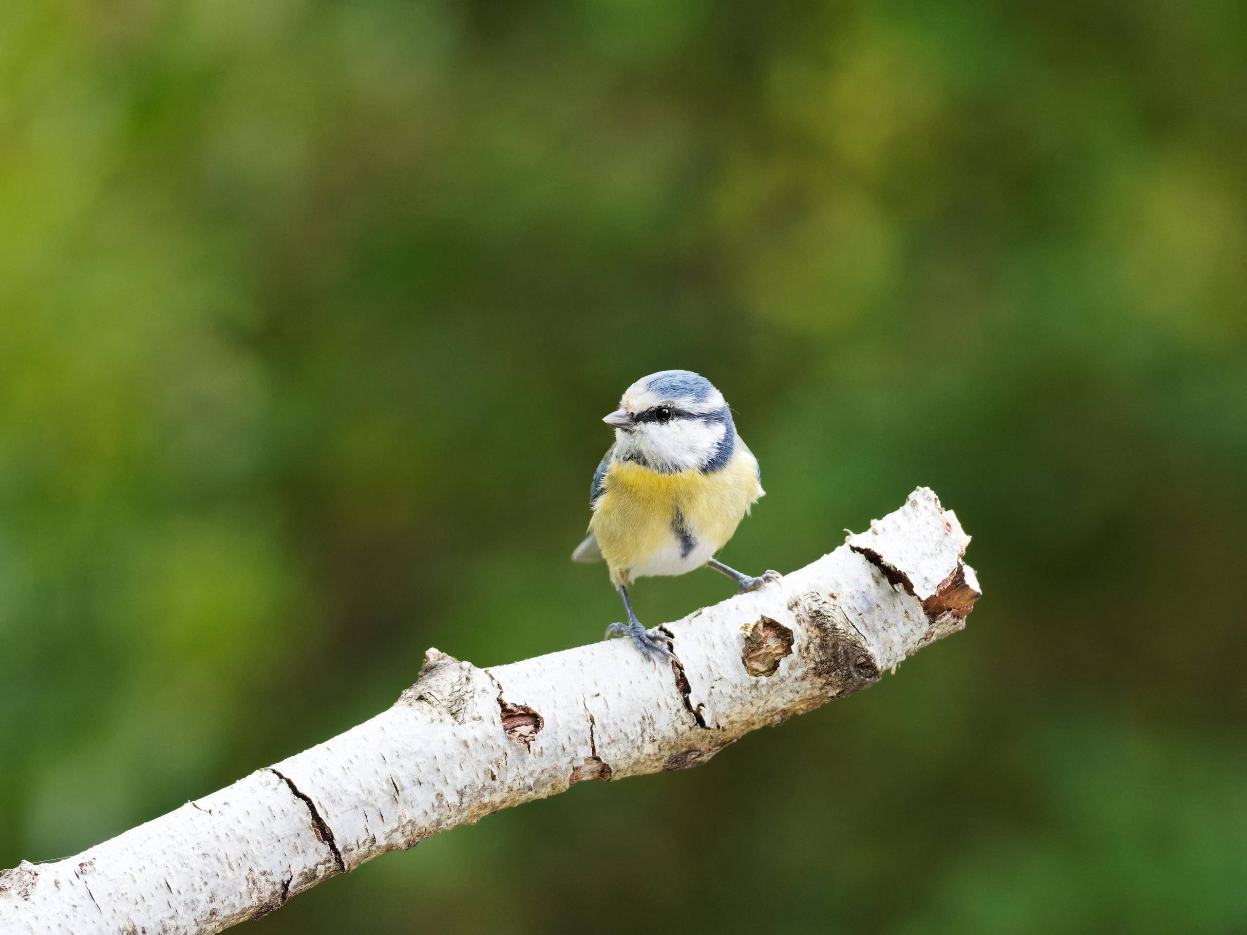 Blaumeise (Blue Tit)