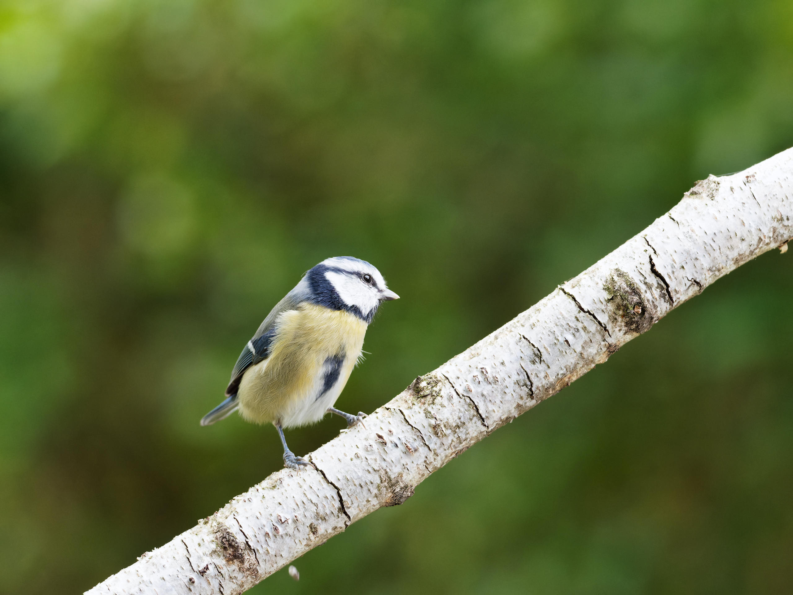 Blaumeise (Blue Tit)