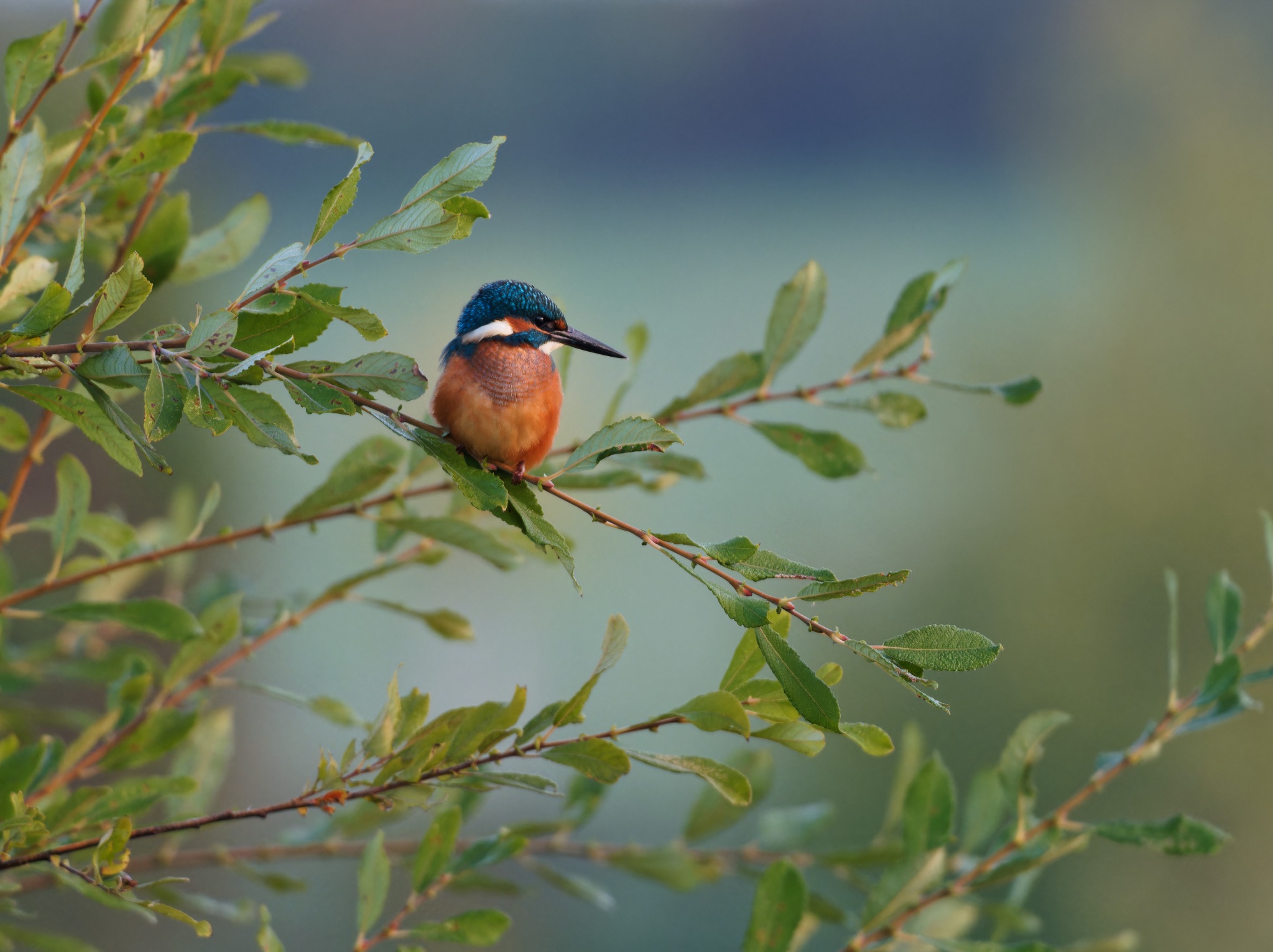 Eisvogel (Kingfisher)