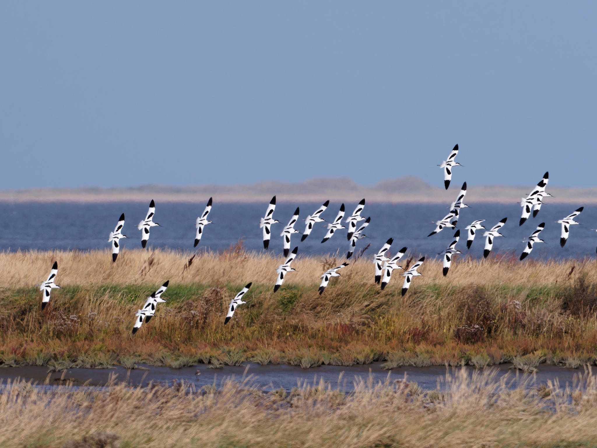 Säbelschnäbler (Avocet)