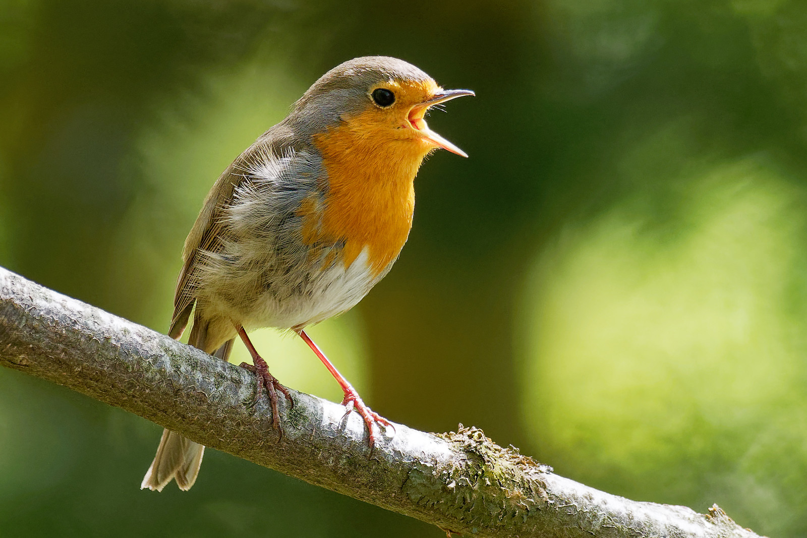 Birds