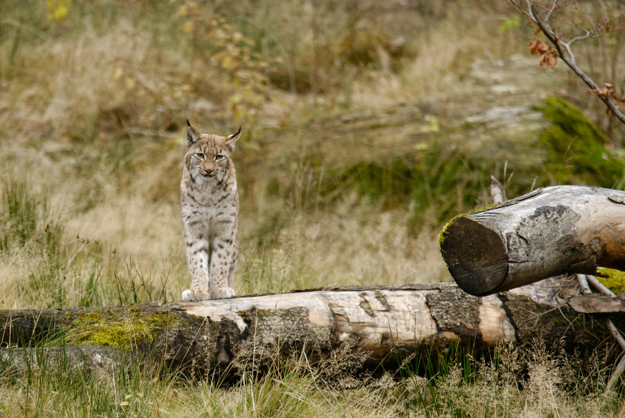 Luchs