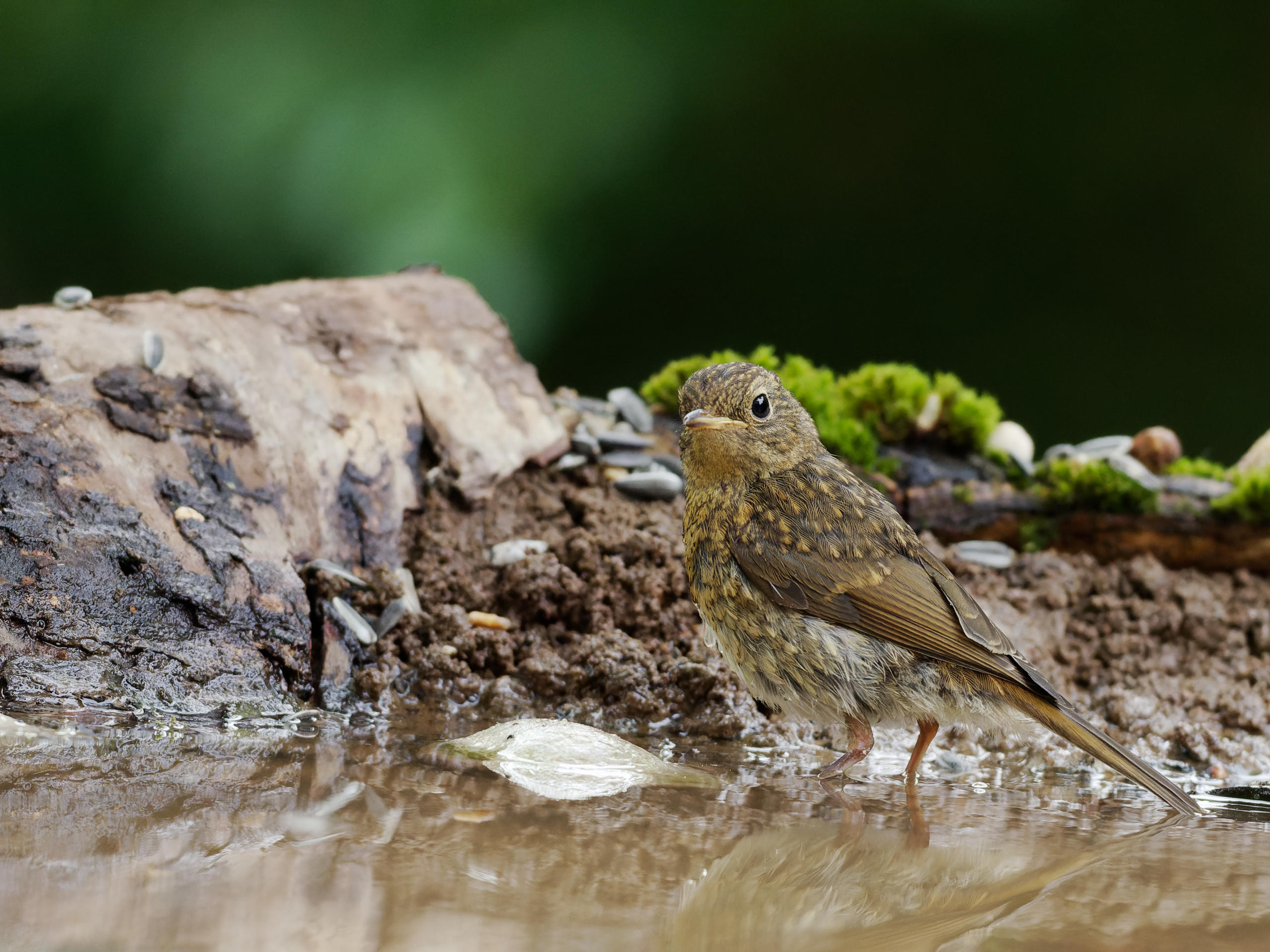 Reflexionsteich  07.2022